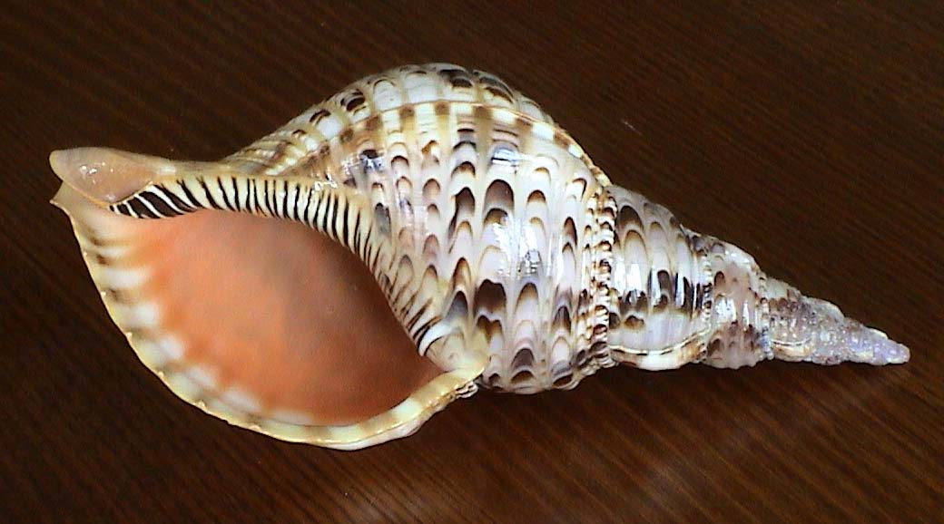  p> a target="_blank" href="/item/万宝螺/4857348" data-lemmaid="