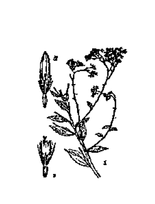  p>青箭杆草,中药名.