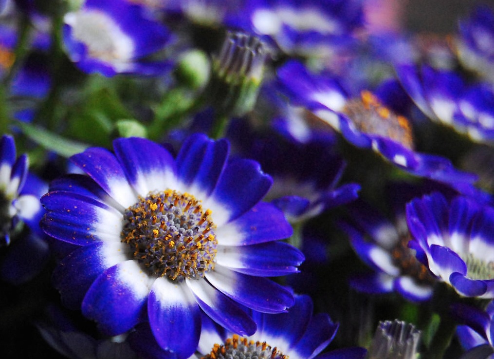  p>瓜叶葵(学名: i>helianthus cucumerifo /i> lius)是菊科向日葵属