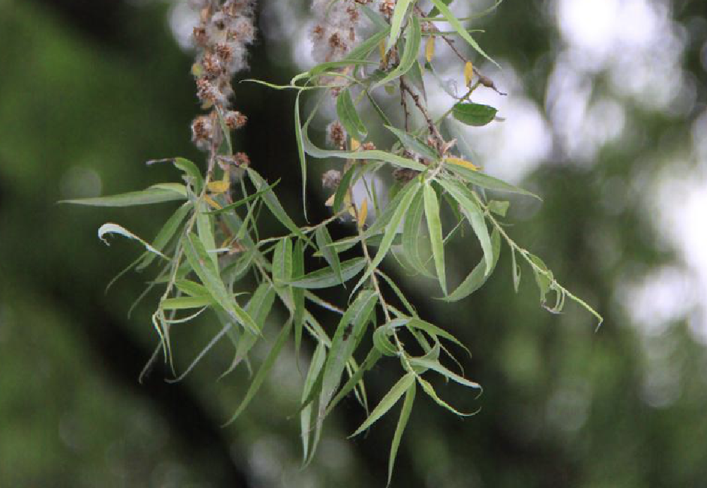  p>馒头柳(学名: i>salix matsudana /i> var.  i>matsudana /i> f.