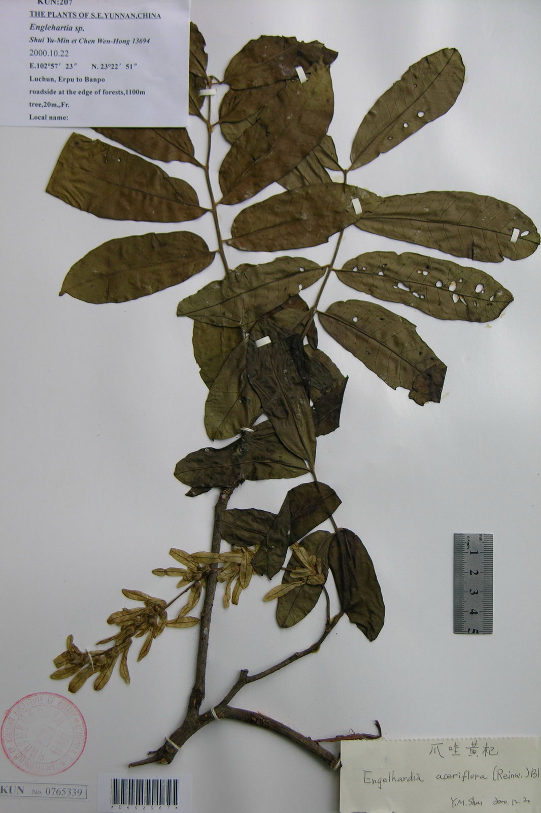 engelhardtia aceriflora