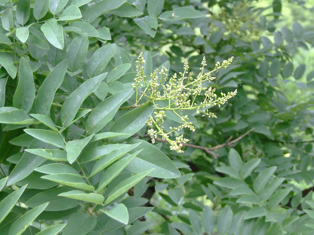  p>红豆属(学名: i>ormosia&nbsp;jacks.