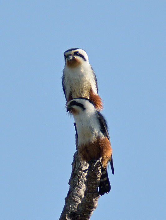  p>红腿小隼(学名: i>microhierax caerulescens /i>):属于 a target=