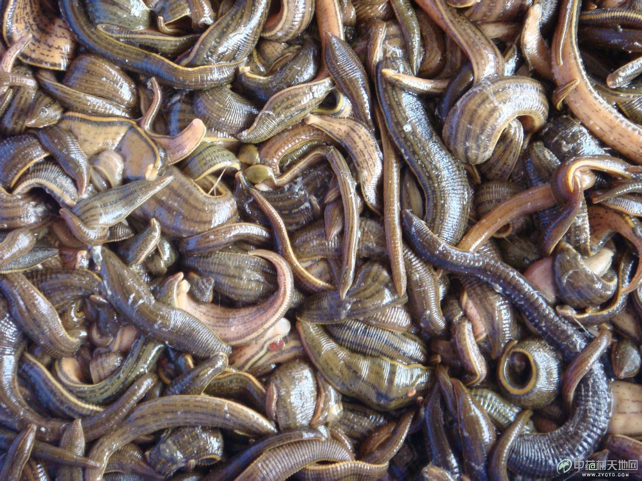  p>柬埔寨食人水蛭又称"女皇水蛭"或"蛭母",属 a target="_blank"