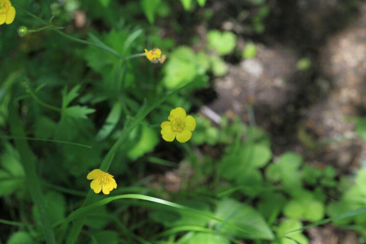  p>黄毛茛(学名:ranunculus laetus wall.