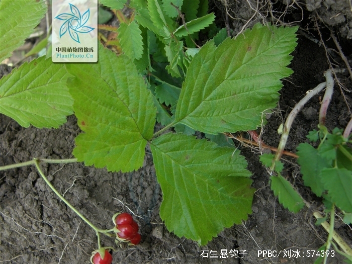  p>石生悬钩子(学名: b>rubus /b>  b>saxatilis /b> l.