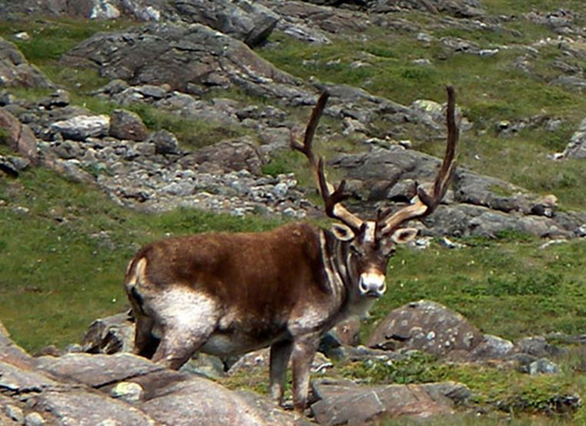 migratory woodland caribou