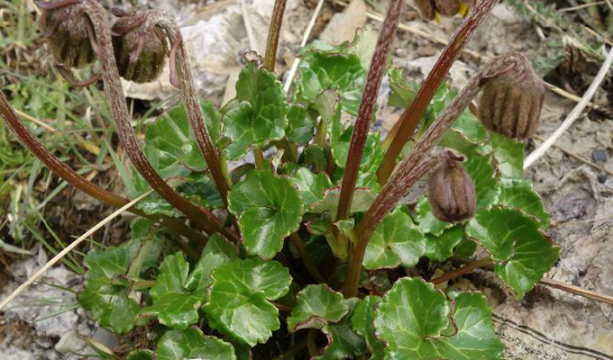  /b>(学名: i>cremanthodium stenoglossum /i>)为菊科垂头菊属的植物