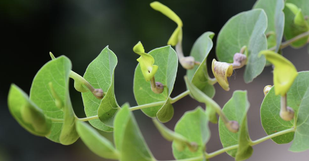 是马兜铃科马兜铃属植物,柔弱草本,全株无毛,有浓烈辛辣气味;块根