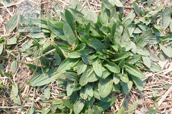  p>北车前,为 a href="#" data-lemmaid="2297624">车前科 /a>, a