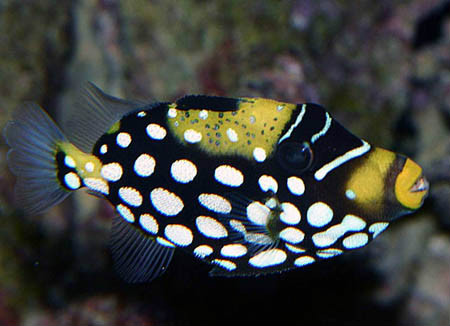  p>花斑拟鳞鲀(学名:balistoides conspicillum):俗名 a href="#"