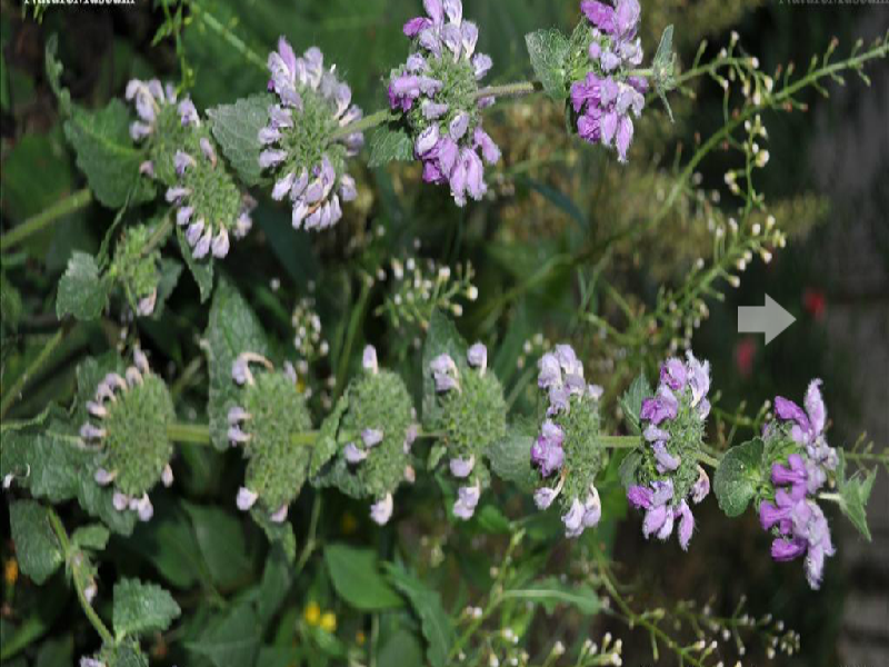  p>楔叶糙苏,学名phlomis cuneata ,唇形科糙苏属植物.