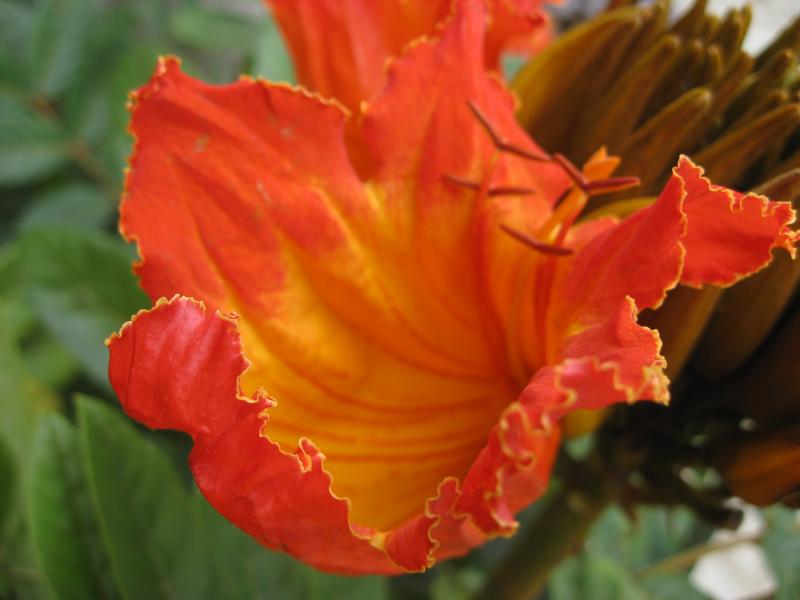  p>缩序火焰花(学名: i>phlogacanthus abbreviatus /i>)为爵床科 a