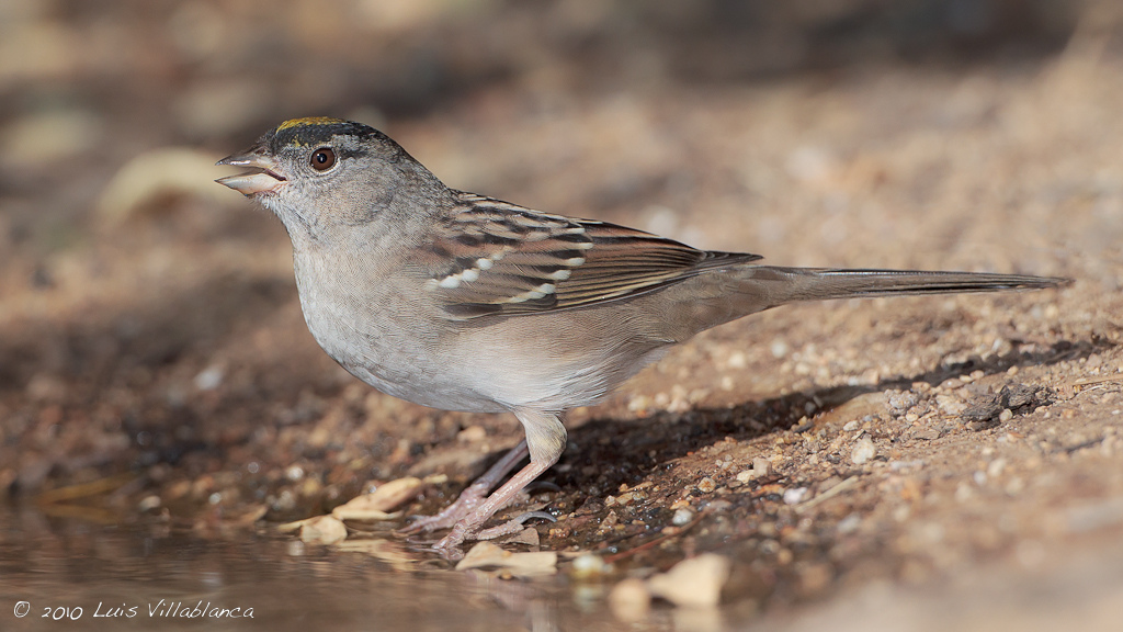 zonotrichia atricapilla