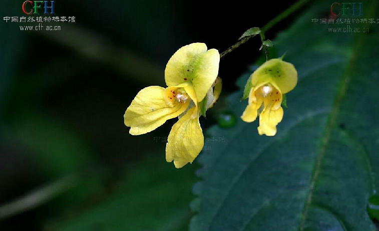 impatiens microstachys hook.f.
