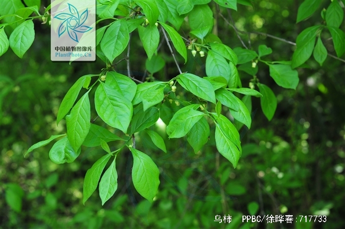  p>乌柿(学名: i>diospyros cathayensis  /i> steward.