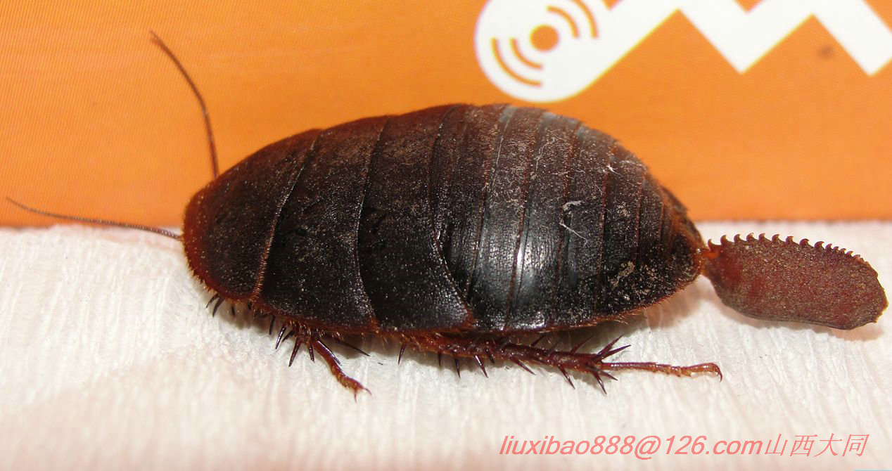  p>地鳖别名: 可泡虫,地鳖虫,土鳖,过街,地乌龟,节节虫,臭虫母.