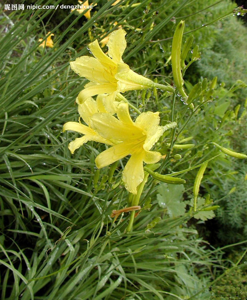 铁岭黄花菜
