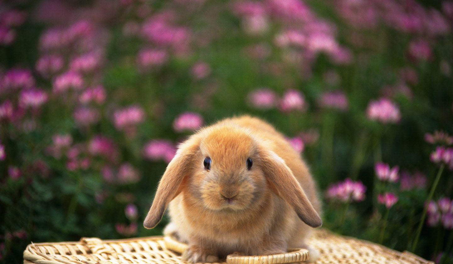 美国迷你垂耳兔