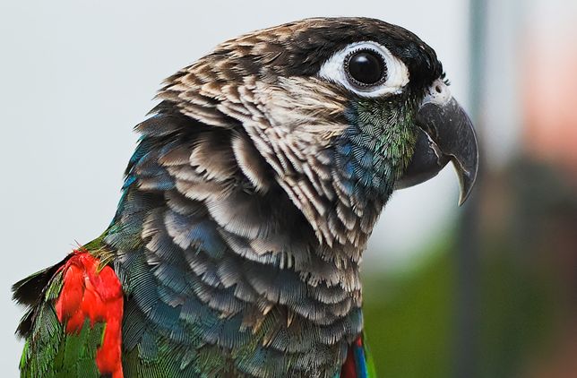 绯红腹锥尾鹦鹉