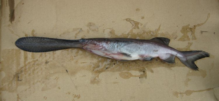  p>长吻鲟(学名: i>polyodon spathula /i>)是长吻鲟科,长吻鲟属鱼类.