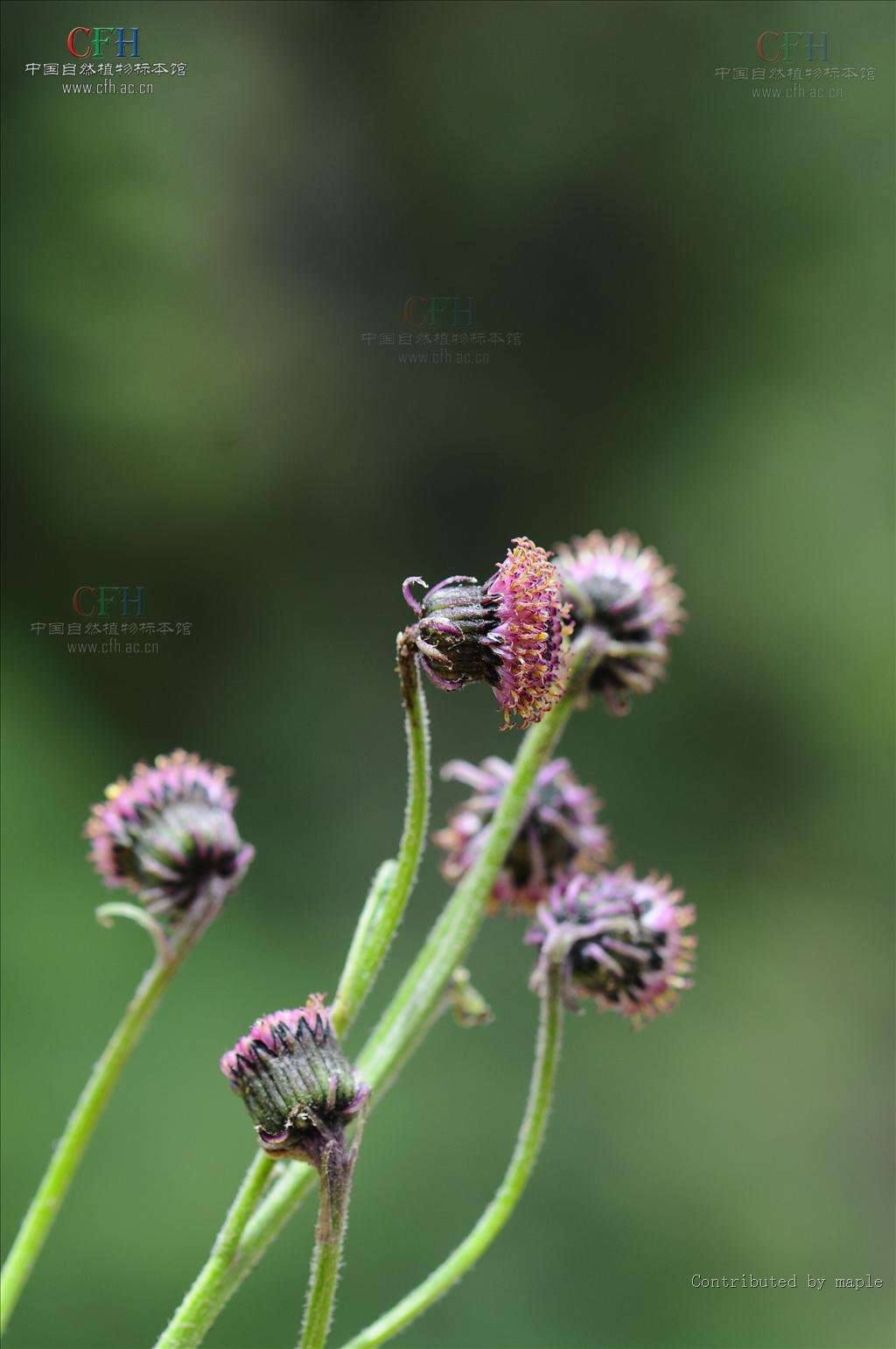 是菊科 a target="_blank" href="/item/千里光属/3078325" data