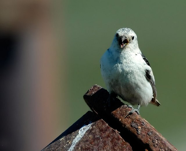 plectrophenax nivalis vlasowae