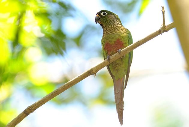  p>红腹锥尾鹦鹉(学名:pyrrhura frontalis )鸟体大部分为绿色,额头