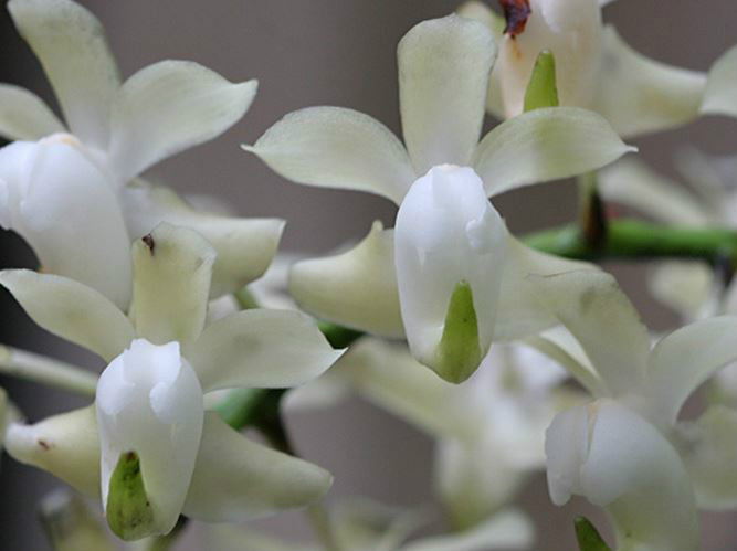  p>香花指甲兰(学名: i>aerides odorata /i> lour.):茎粗壮.