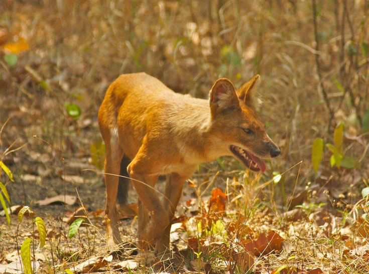  p>印度豺(学名: i>cuon alpinus dukhunensis /i>):是豺的 a href="