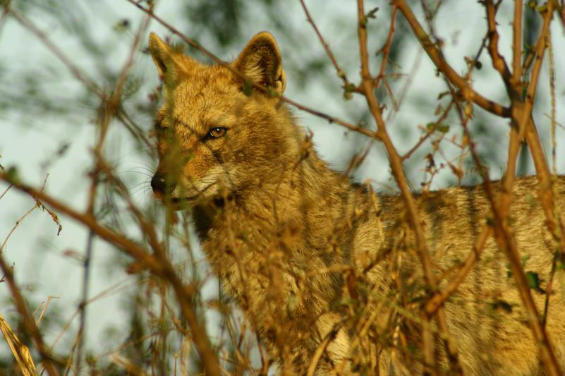  p data-id="go06y2cmig">胡狼主要包括分布于非洲北部,东部,欧洲南部