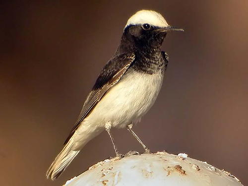  p>冠鵖是一种 a href="#" data-lemmaid="6774453">雀形目 /a>, a