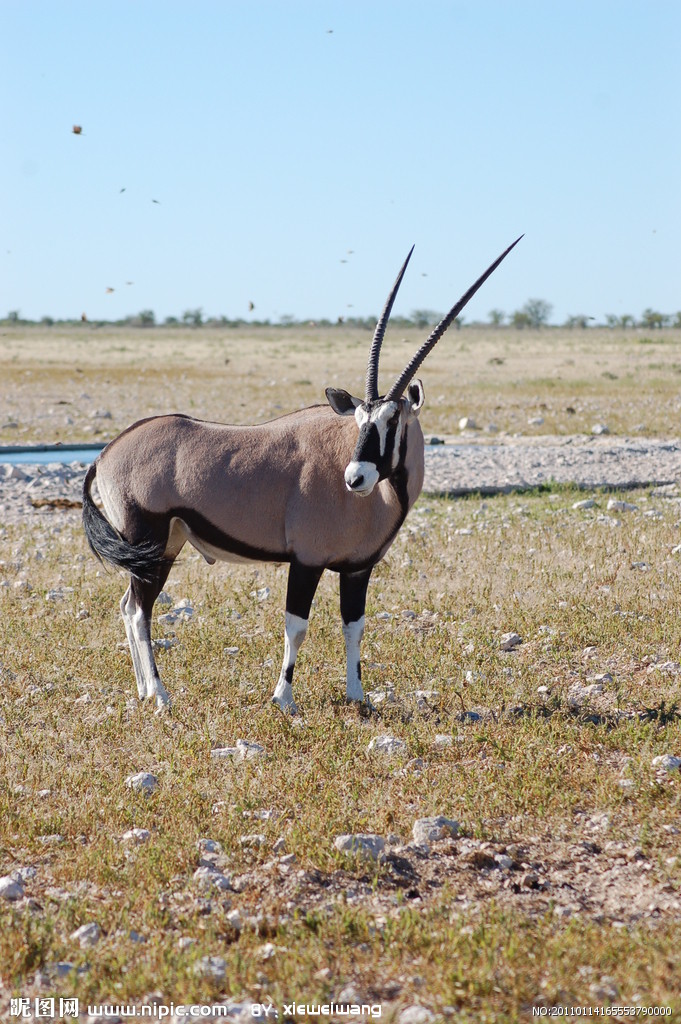 hippotraginae是大型 a target="_blank" href="/item/羚羊/19414"