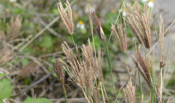 一年生或多年生,簇生草本. /p>