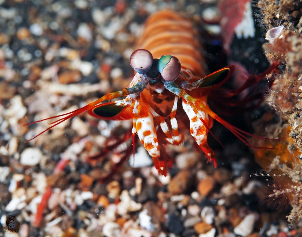  i>odontodactylus scyllarus /i>):是软甲纲,齿指虾蛄科的节肢动物