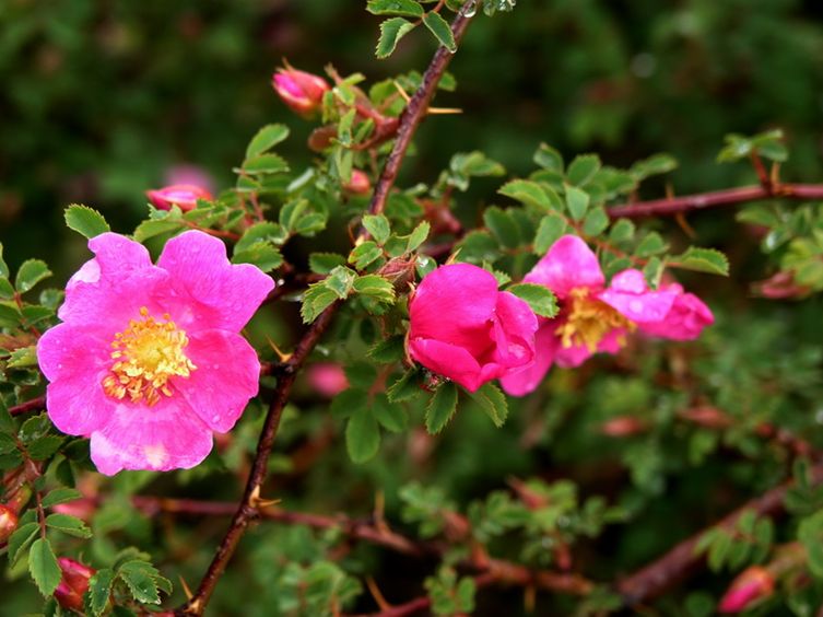  p>刺蔷薇(学名: i>rosa acicularis /i> lindl.