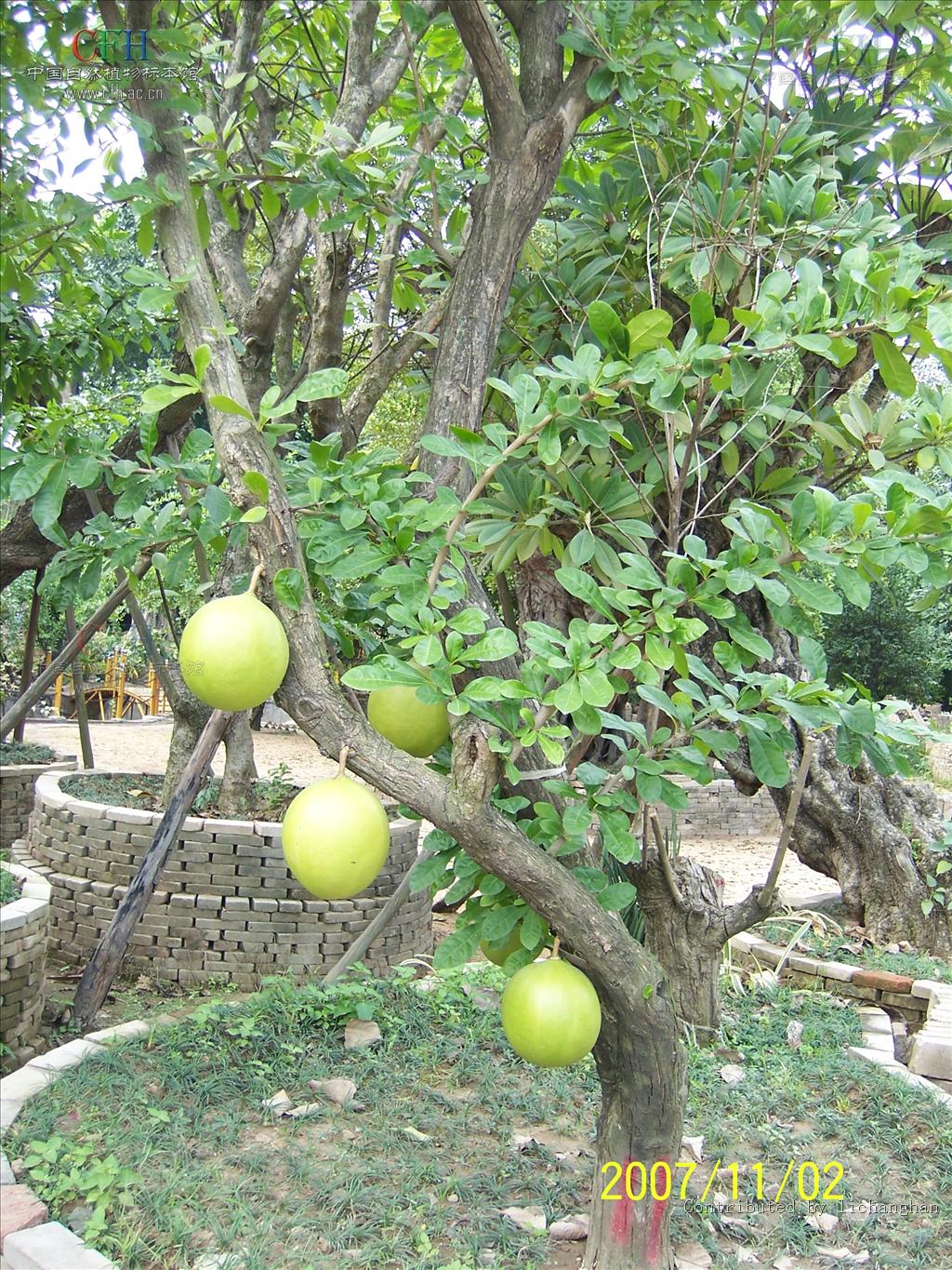  p>葫芦树属(学名: i>crescentia /i>  i>l /i>.