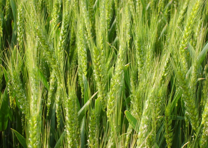  p>小麦是小麦属植物的统称,代表种为普通小麦(学名: i>triticum