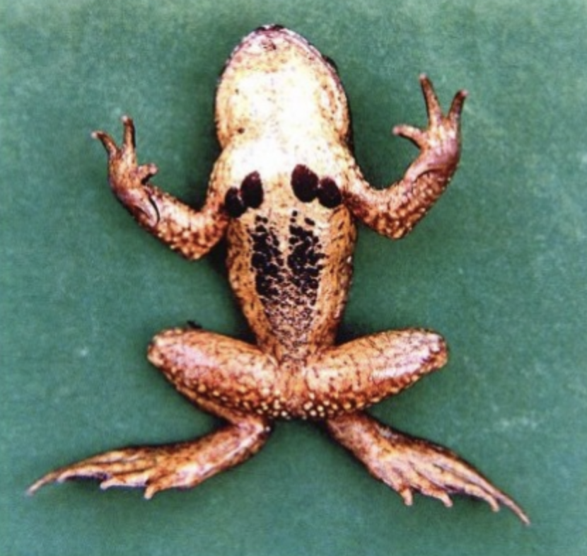  p>西藏齿突蟾(学名: i>scutiger boulengeri /i>)是角蟾科,齿突蟾属