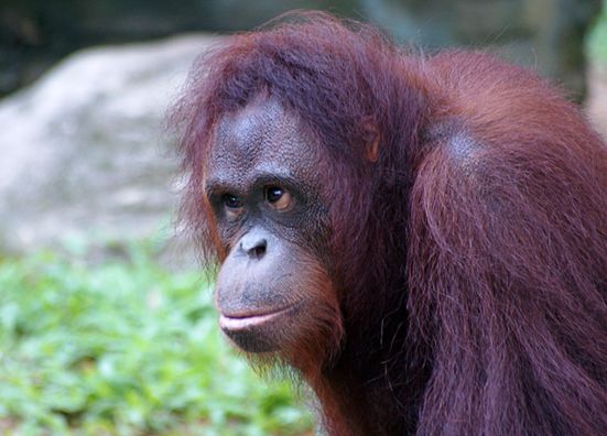  p>婆罗洲猩猩(学名: i>pongo pygmaeus /i>):在灵长类动物中,体型