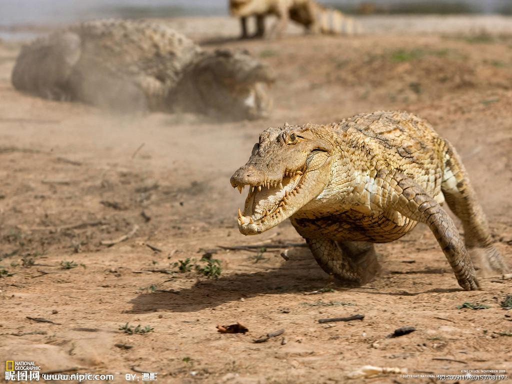  p>鳄鱼为肉食性卵生脊椎类爬行动物,是两亿多年前与恐龙同时代的最