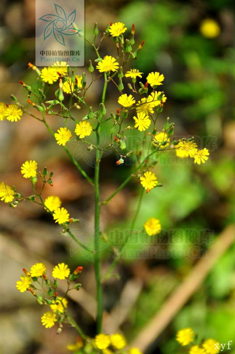  p>异叶黄鹌菜(学名: i>youngia heterophylla /i>)是黄鹌菜属植物,根