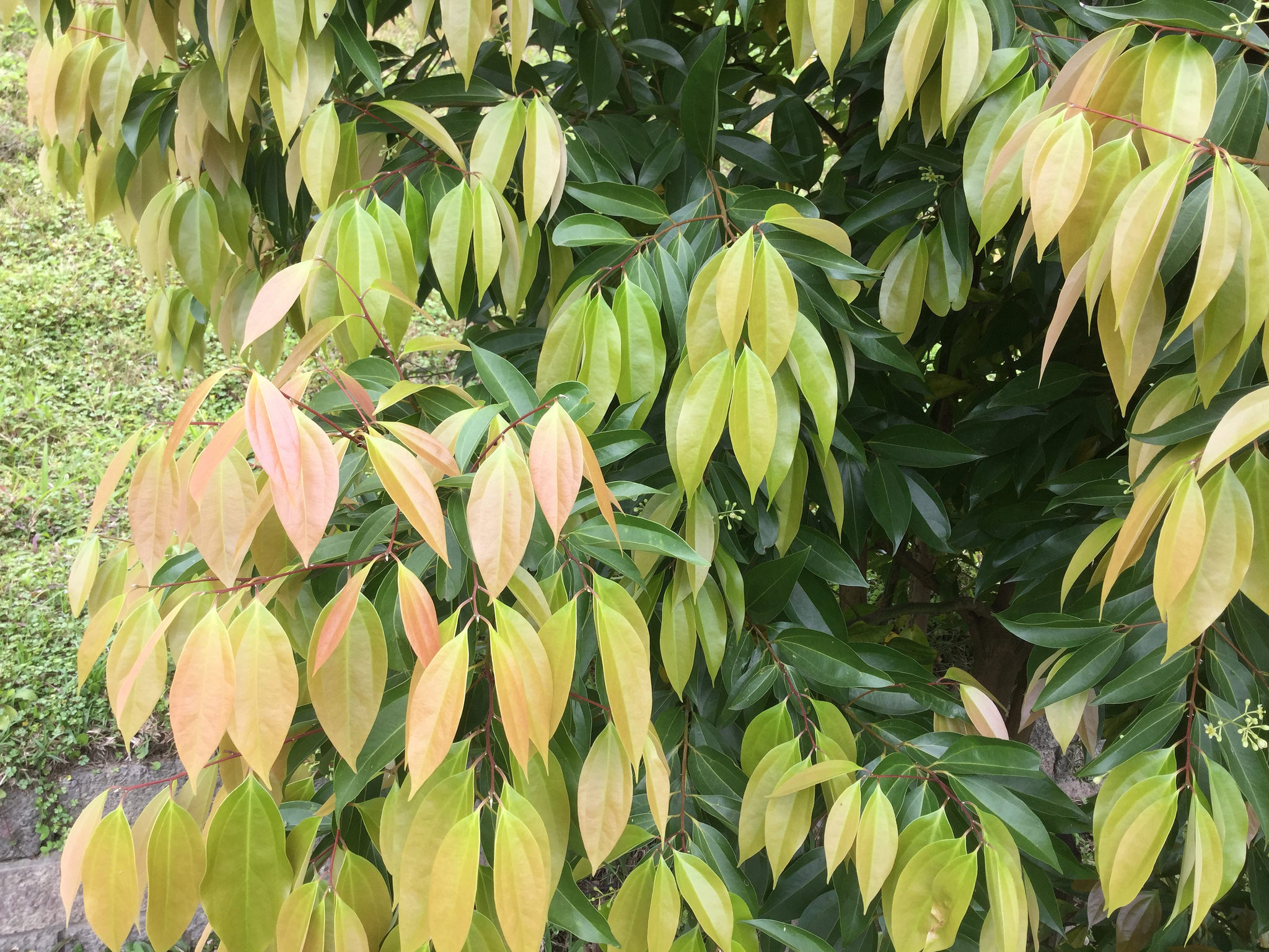 cinnamomumcassiapresl