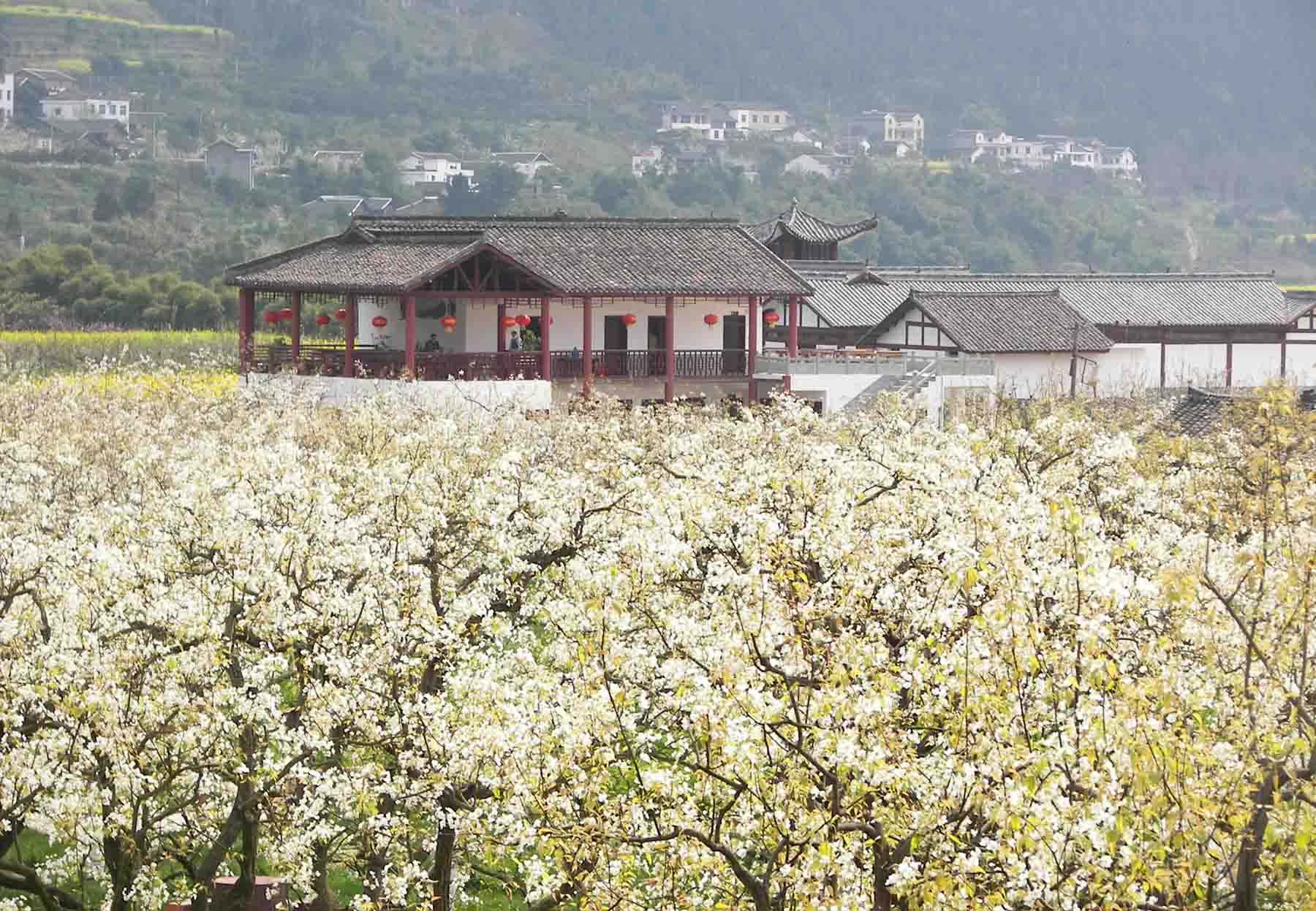 苍溪梨文化博览园