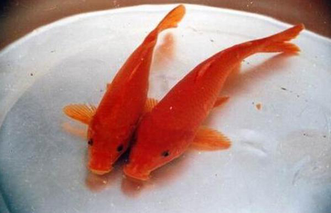 万安玻璃红鲤鱼