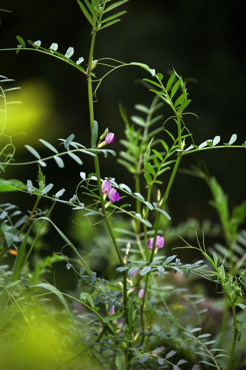 野豌豆