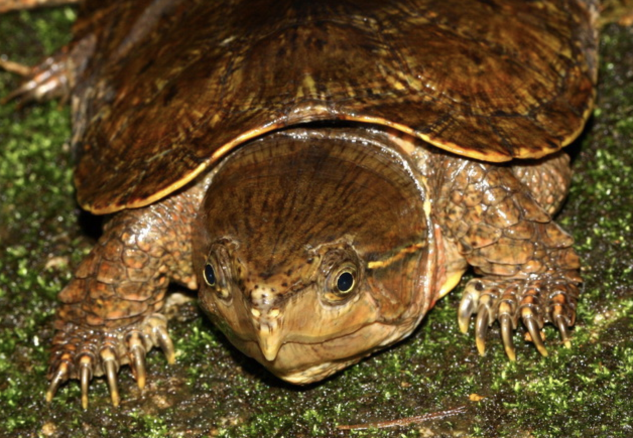  p>平胸龟 (学名: i>platysternon megacephalum /i>)是平胸龟科,平胸