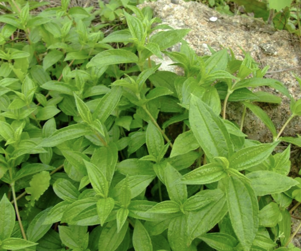 团属植物,别称:糯米草,糯米藤,糯米条,红石藤,生扯拢,蔓苎麻,乌蛇草