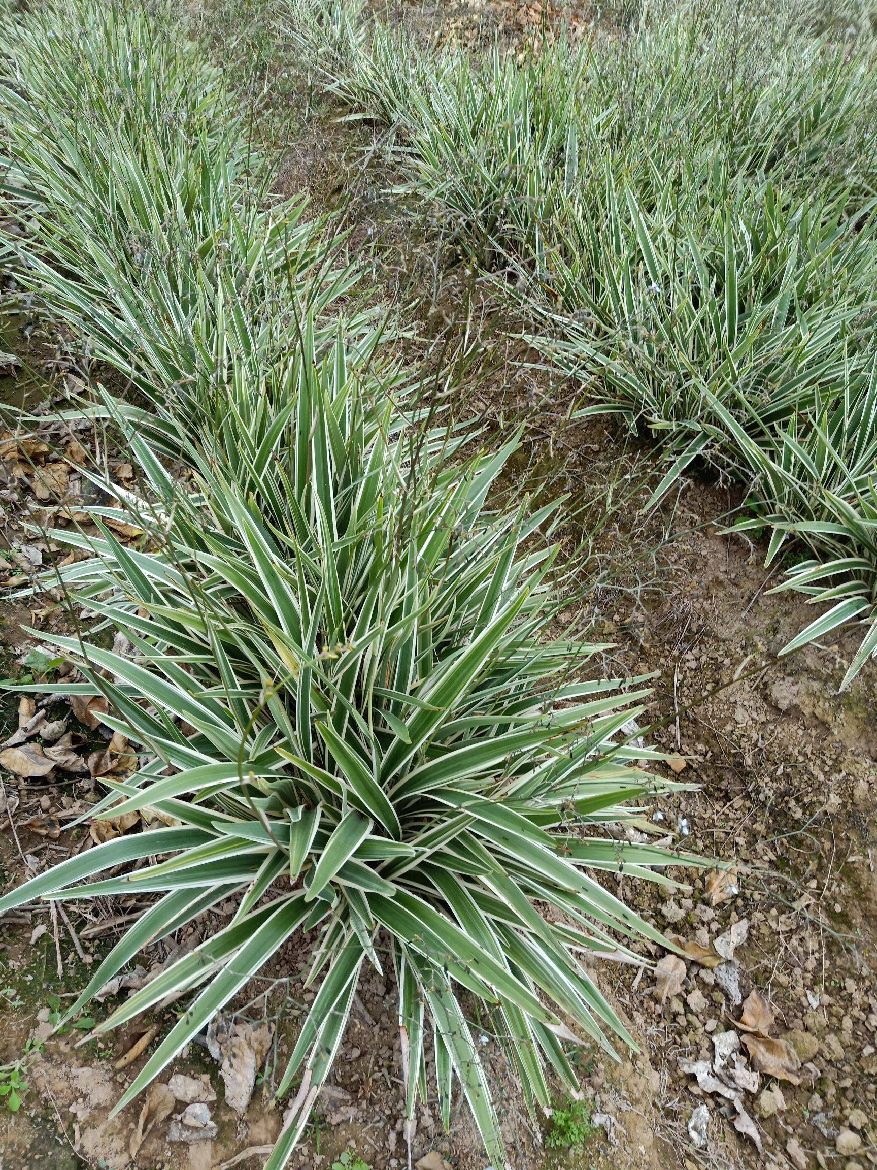  p data-id="tzqupwihgwzk">山菅兰( i>dianella ensifolia /i> (l.