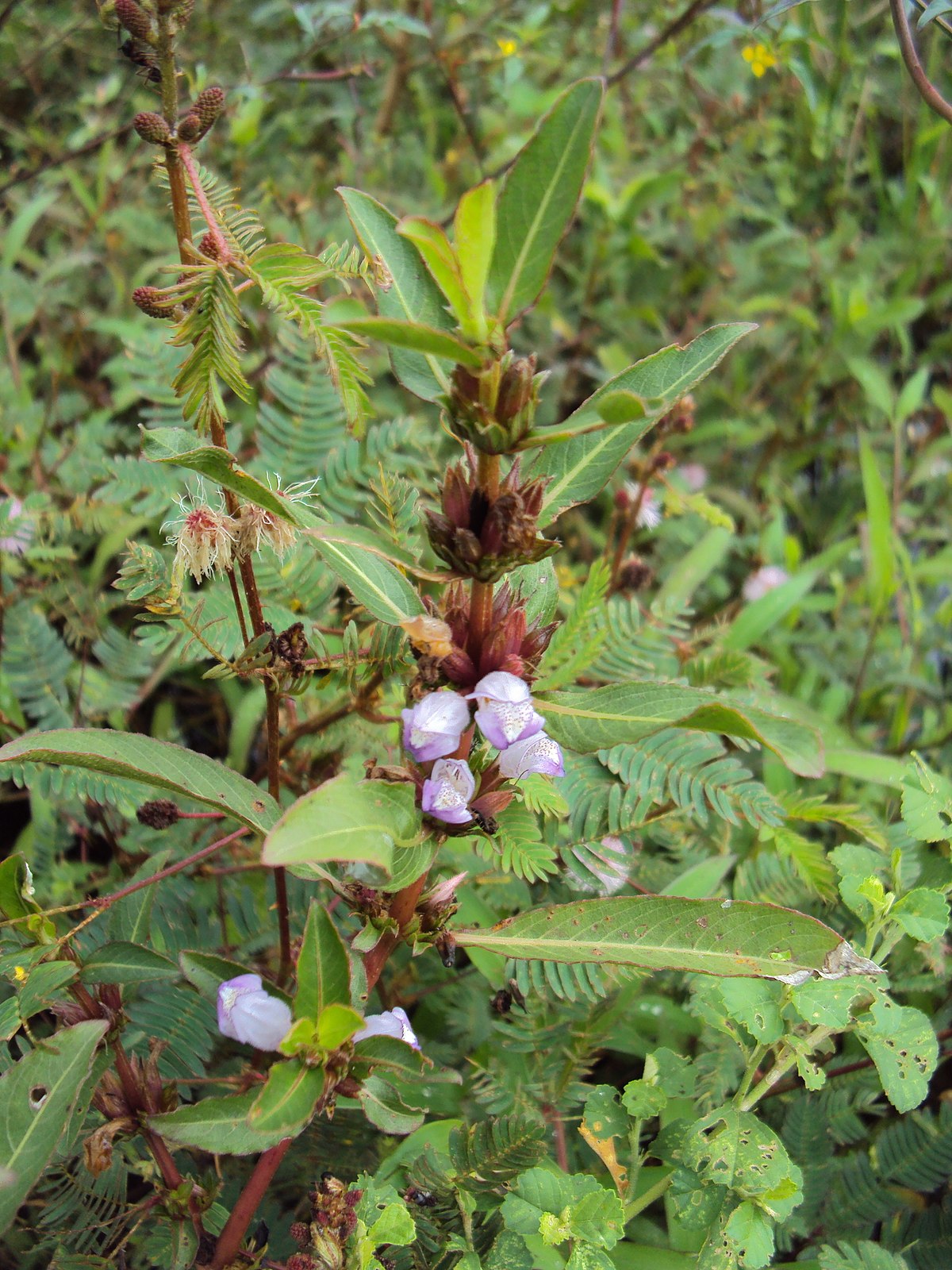 ex spreng.)是爵床科,水蓑衣属植物.